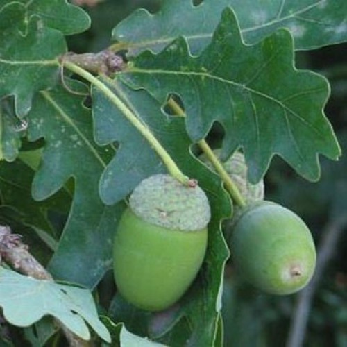 English Oak 40/60cm Bare Root (Quercus robur) | ScotPlants Direct